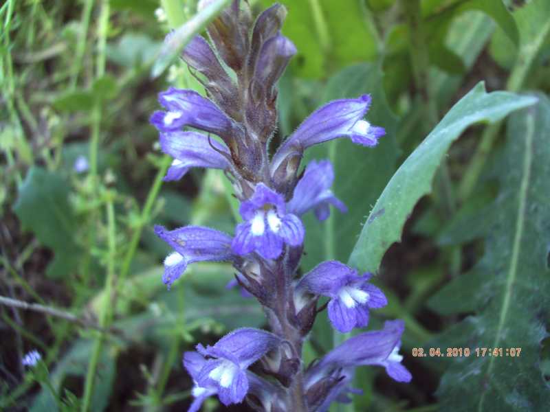 Orobanche ramosa s.l.